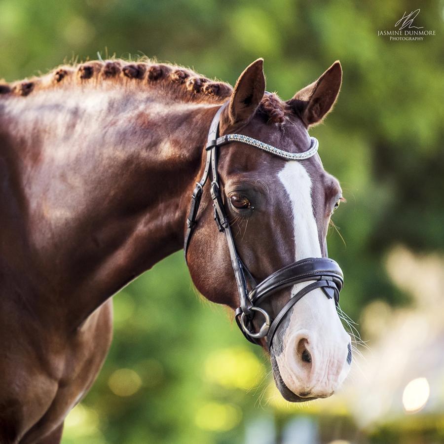 Mill &amp; Hide - Lumiere Equestrian - Anastasia Bridle